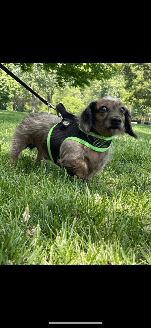 Shappy, a Adoptable Dachshund in Lebanon, OH image 3/8