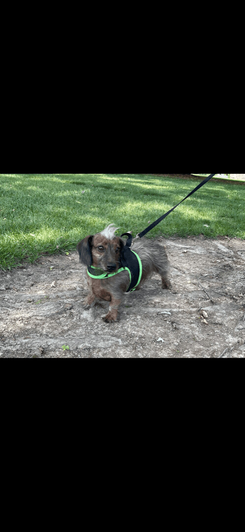 Shappy, a Adoptable Dachshund in Lebanon, OH image 4/8
