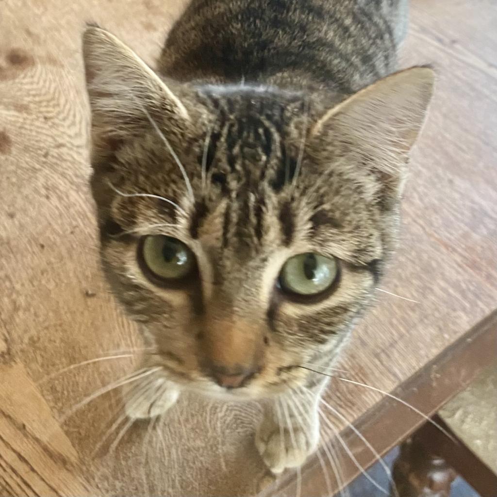 Payton — thumbnail 2