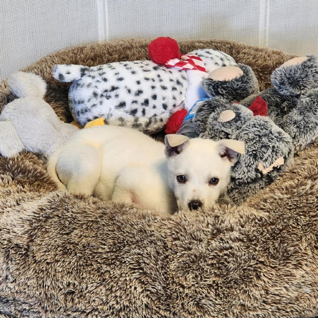 Enlarge Jett, a Adoptable Mixed Breed in Fredericksburg, VA image 1/6