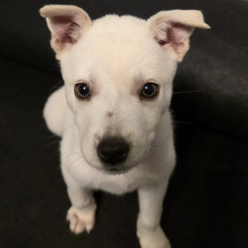 Enlarge Jett, a Adoptable Mixed Breed in Fredericksburg, VA image 2/6