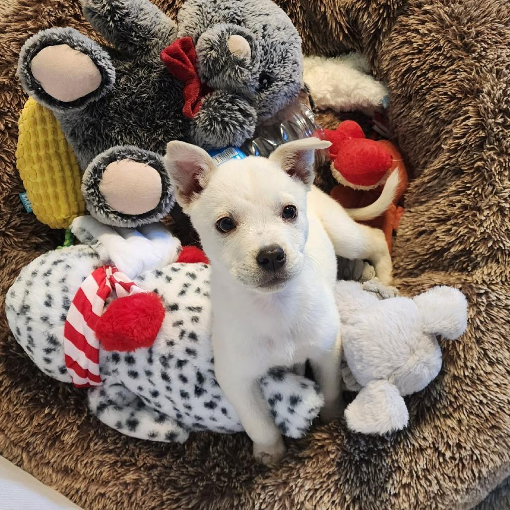 Enlarge Jett, a Adoptable Mixed Breed in Fredericksburg, VA image 3/6