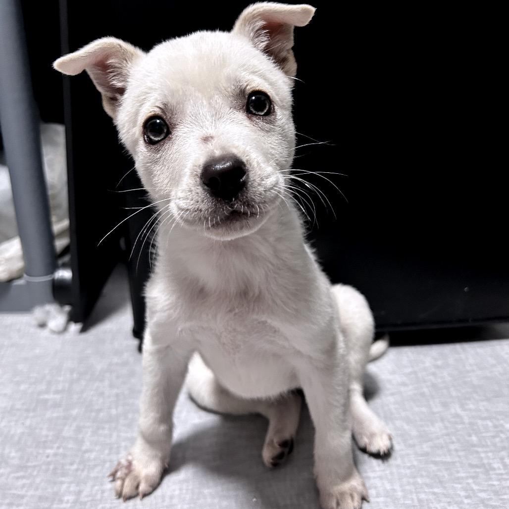 Enlarge Jett, a Adoptable Mixed Breed in Fredericksburg, VA image 4/6