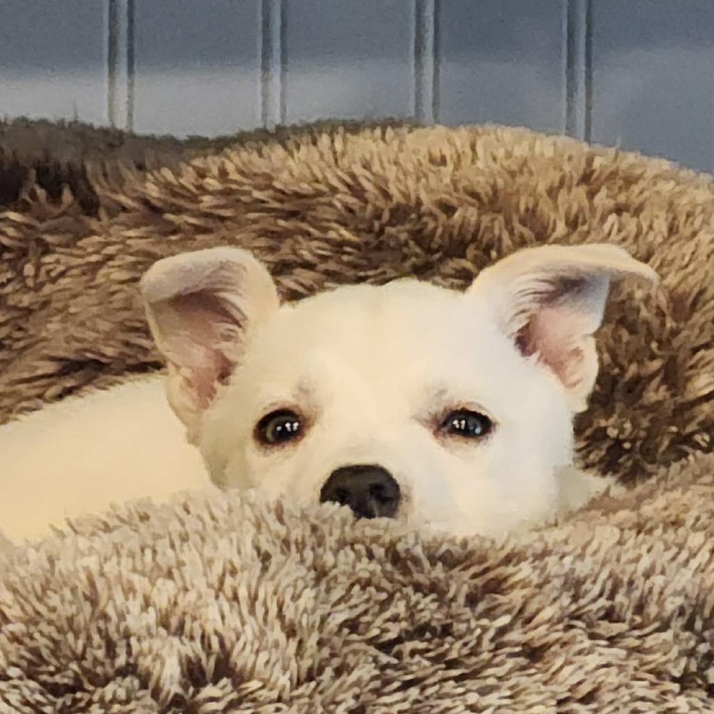 Enlarge Jett, a Adoptable Mixed Breed in Fredericksburg, VA image 5/6