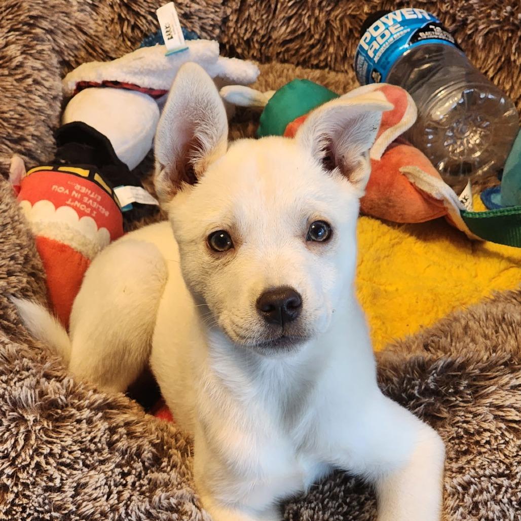 Enlarge Jett, a Adoptable Mixed Breed in Fredericksburg, VA image 6/6