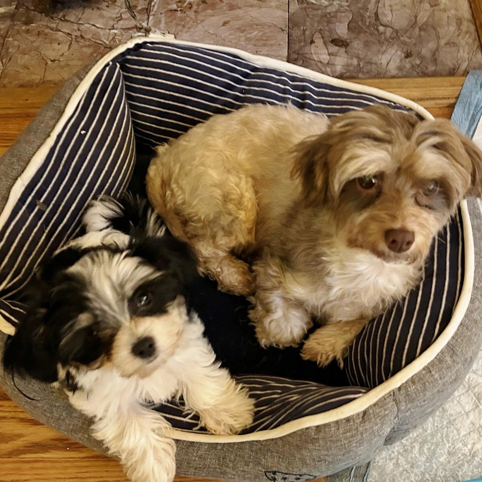 Marmot, an adoptable Havanese in Traverse City, MI, 49684 | Photo Image 1
