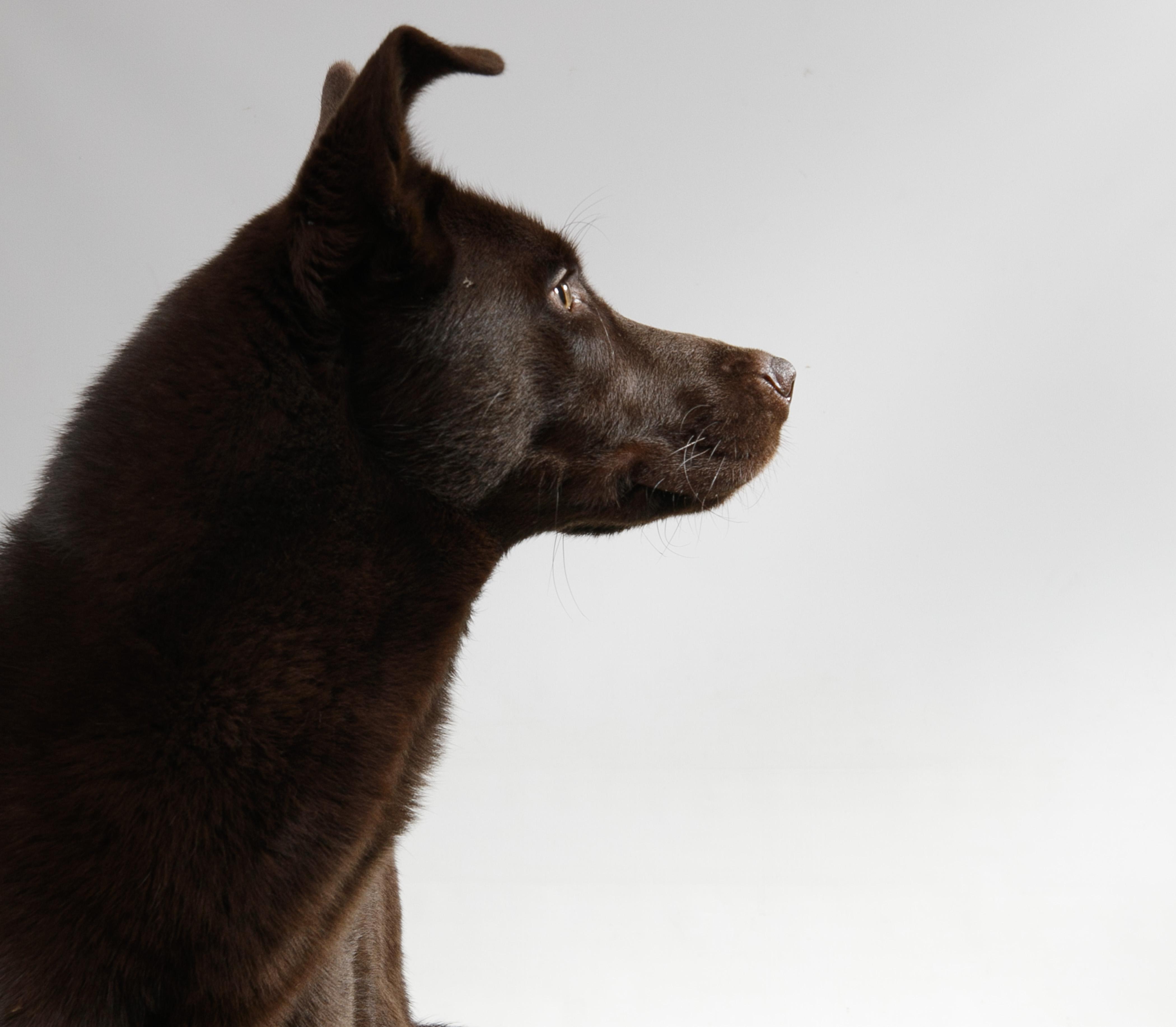 Enlarge Coup, a Adoptable mixed breed in Harvey , LA image 4/4