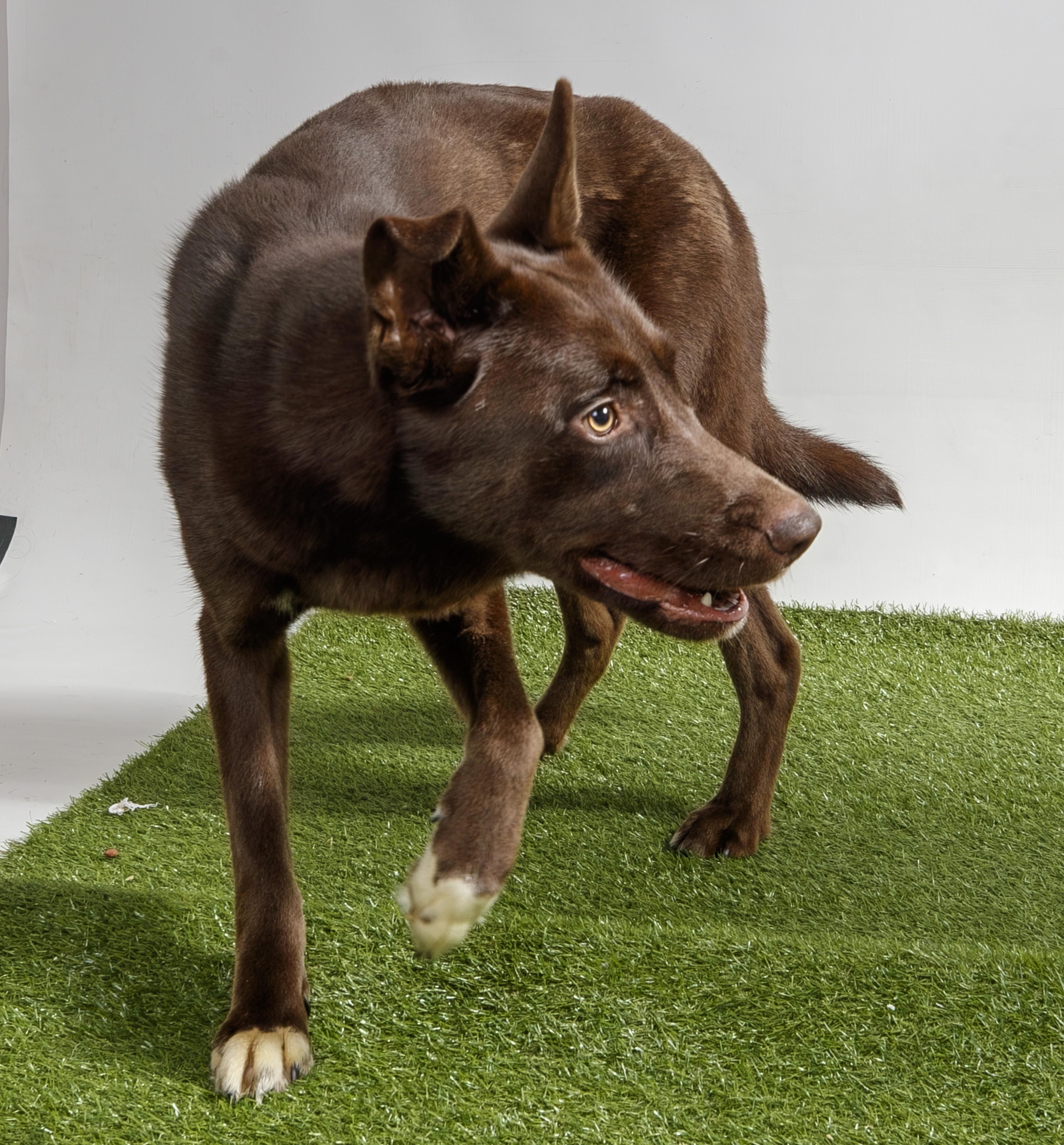 Coup, Adoptable, Young Male Mixed Breed & Black Labrador Retriever.