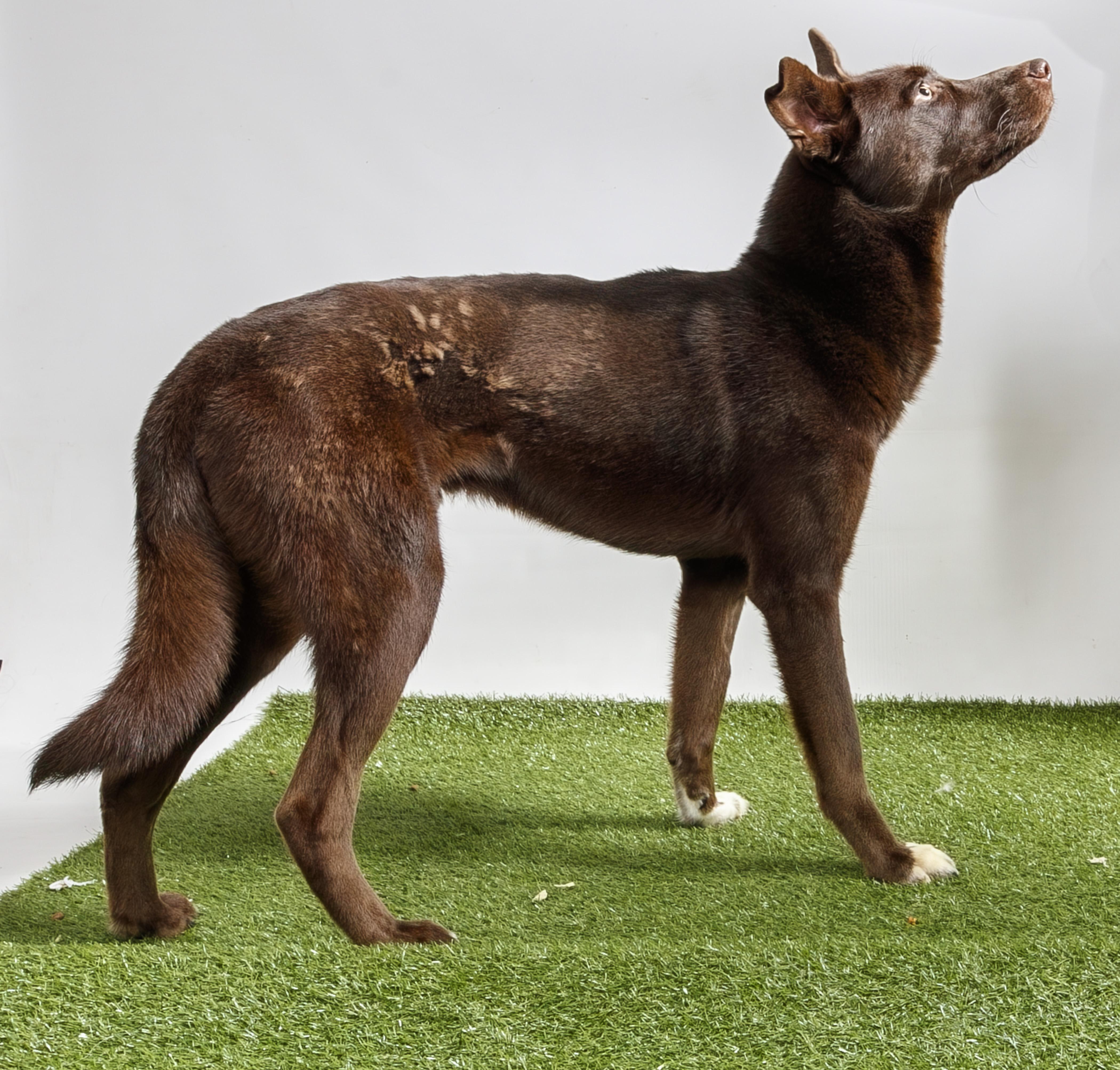 Enlarge Coup, a Adoptable mixed breed in Harvey , LA image 3/4