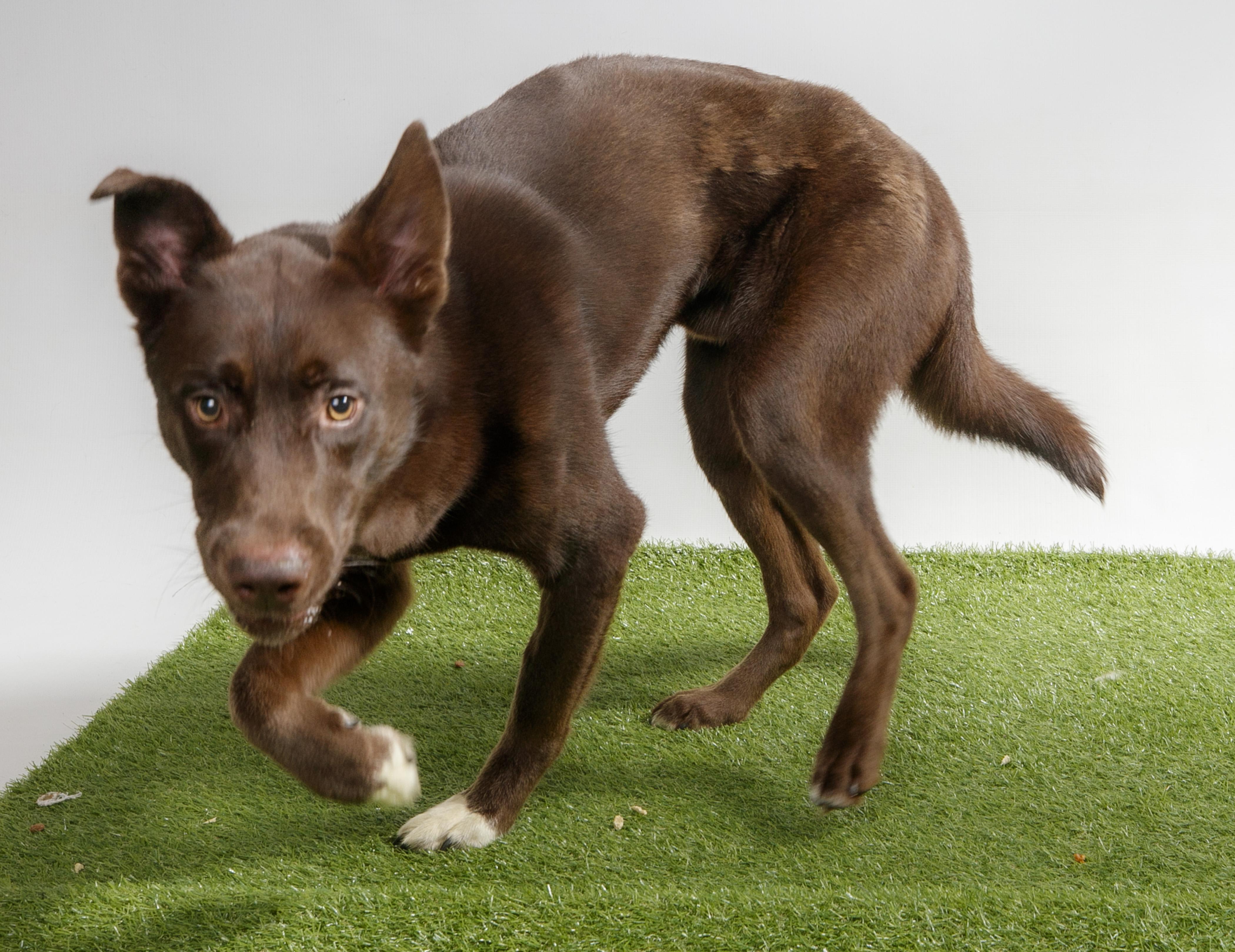 Enlarge Coup, a Adoptable mixed breed in Harvey , LA image 2/4