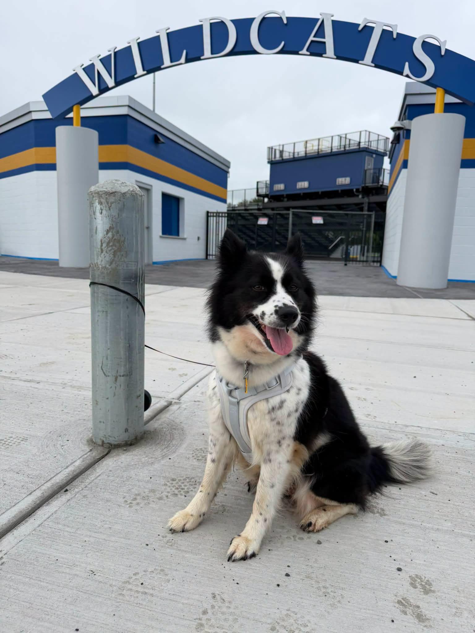 Flicka, adopted, Young Female Border Collie.