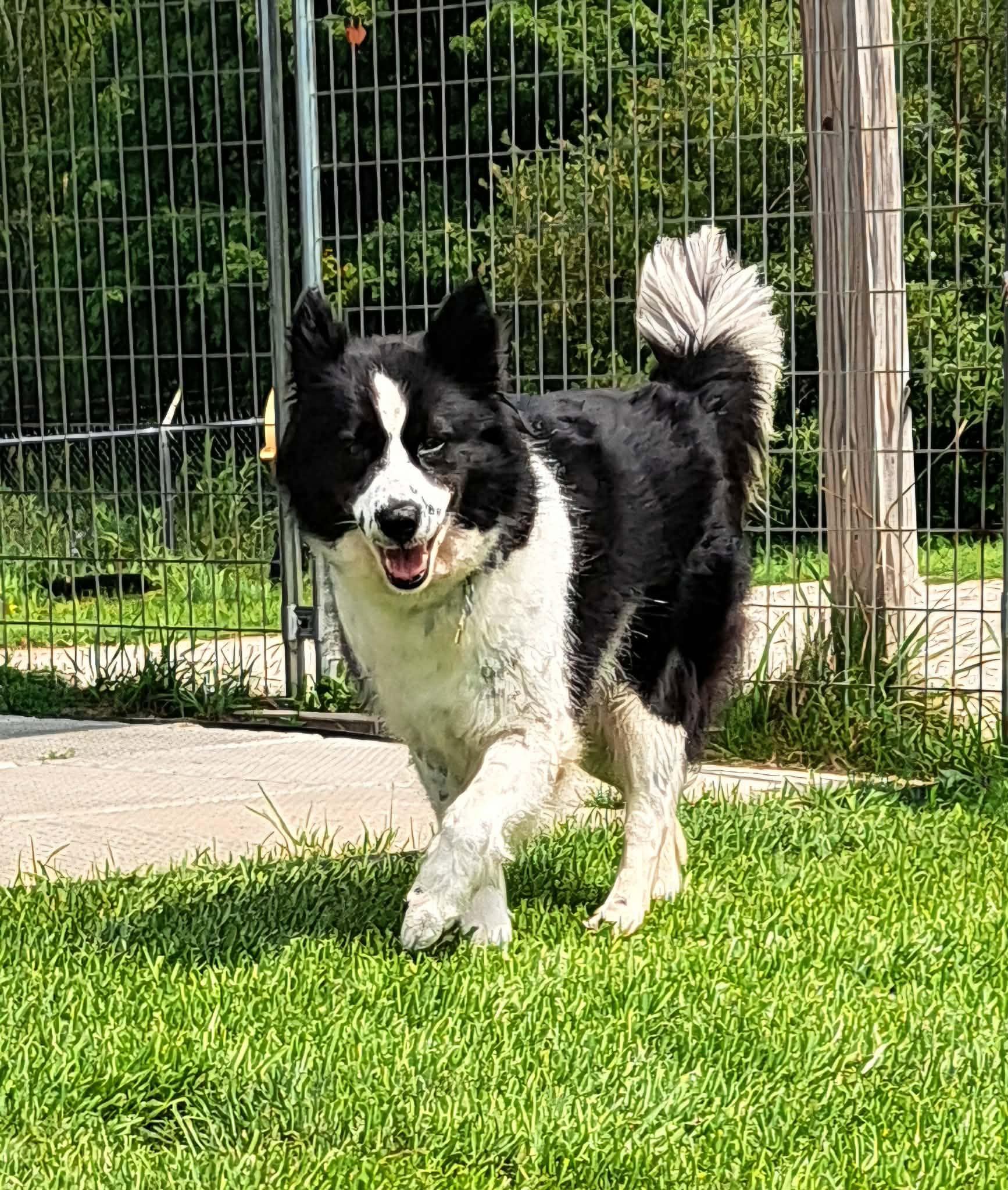 Flicka, ADOPTABLE, Young Female Border Collie.