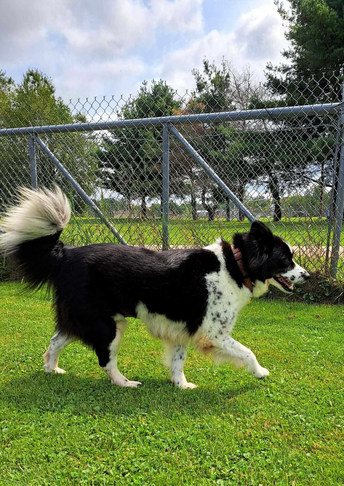 Flicka, a ADOPTABLE mixed breed in Gouverneur, NY image 3/3
