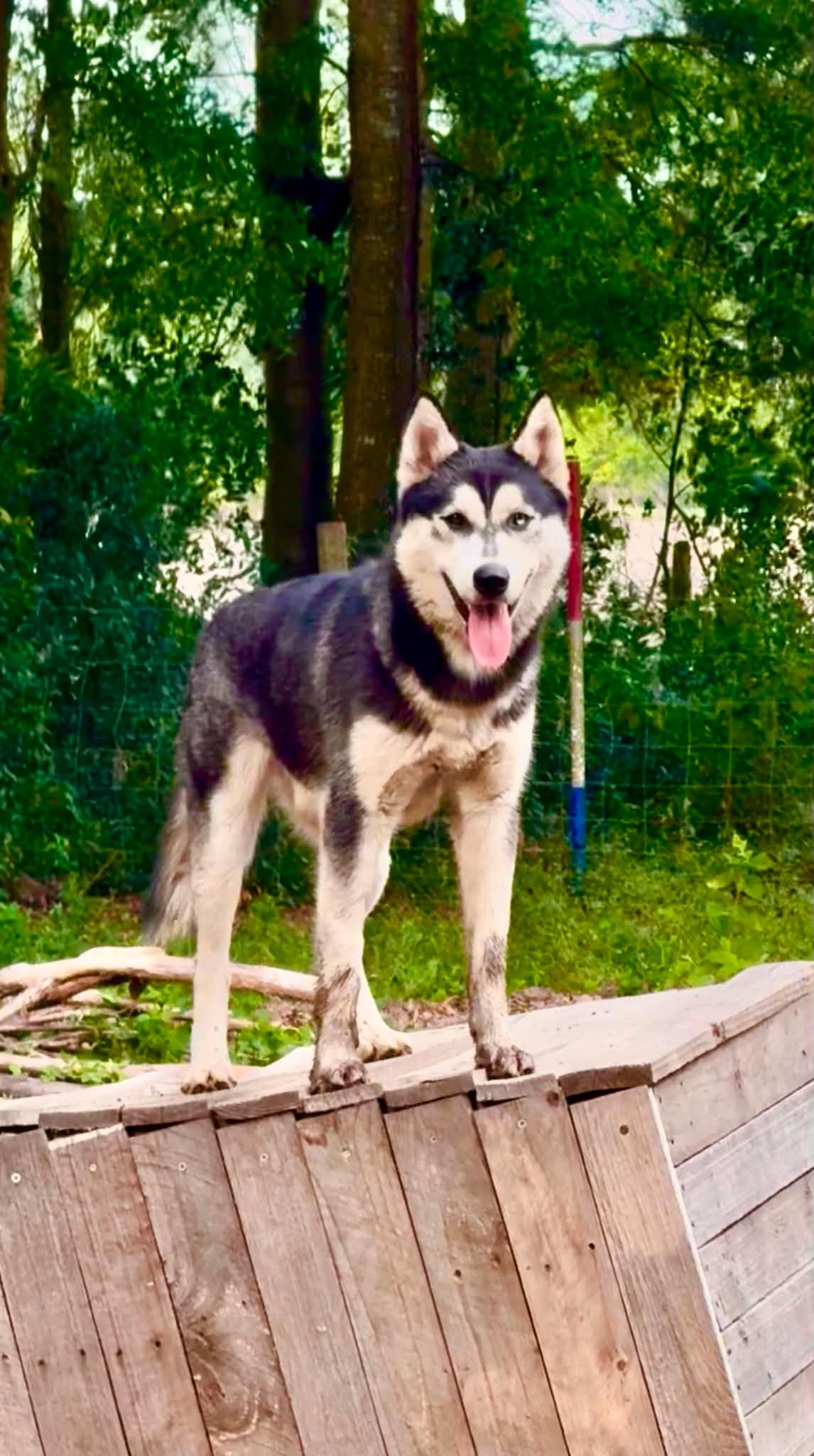 Shadow, a Adoptable Husky in New Smyrna Beach, FL image 4/6