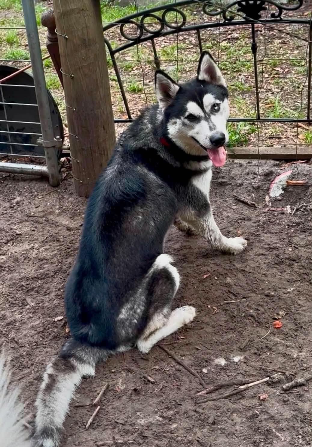 Shadow, a Adoptable Husky in New Smyrna Beach, FL image 5/6