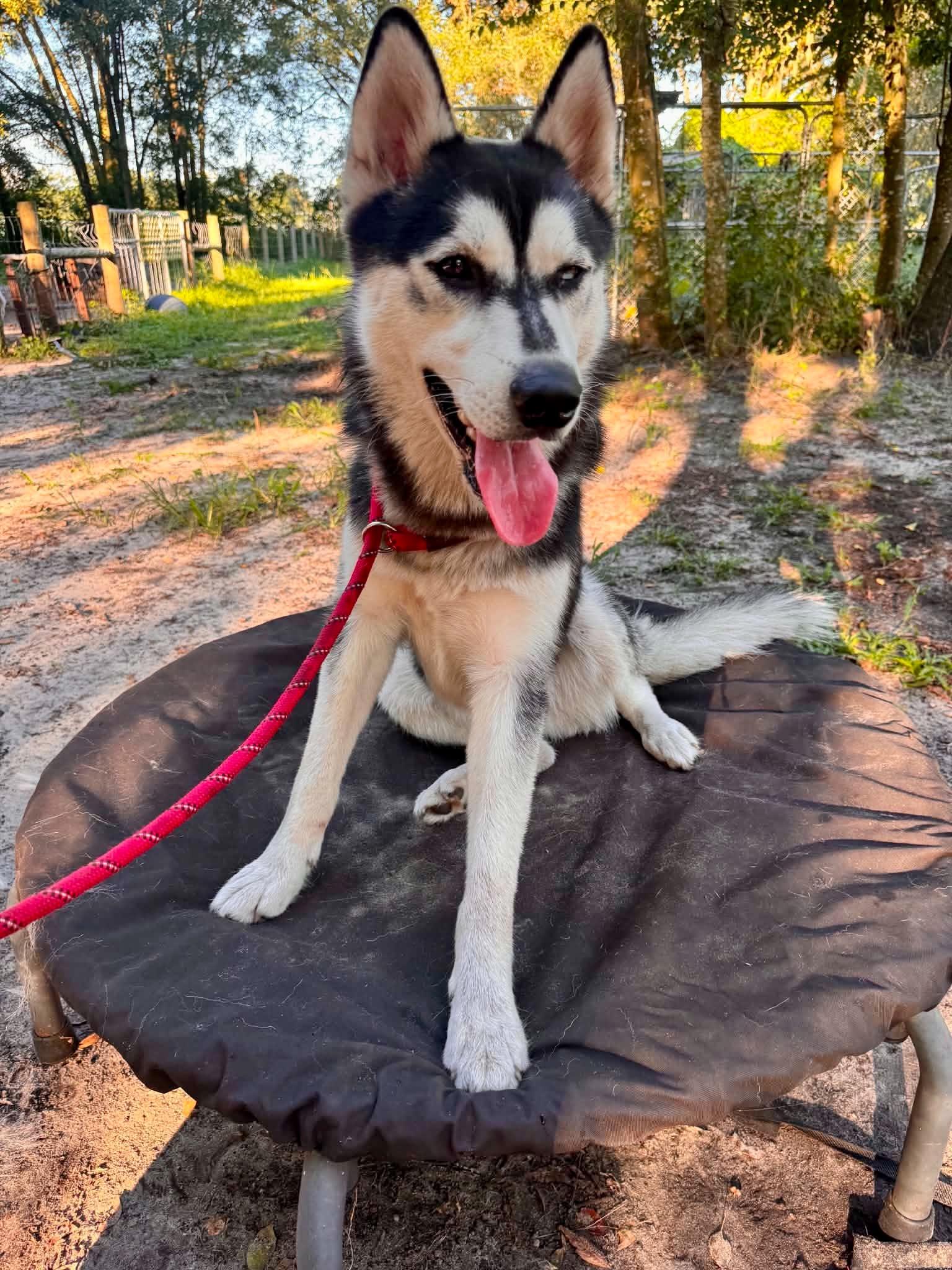Shadow, Adoptable, Young Male Husky.