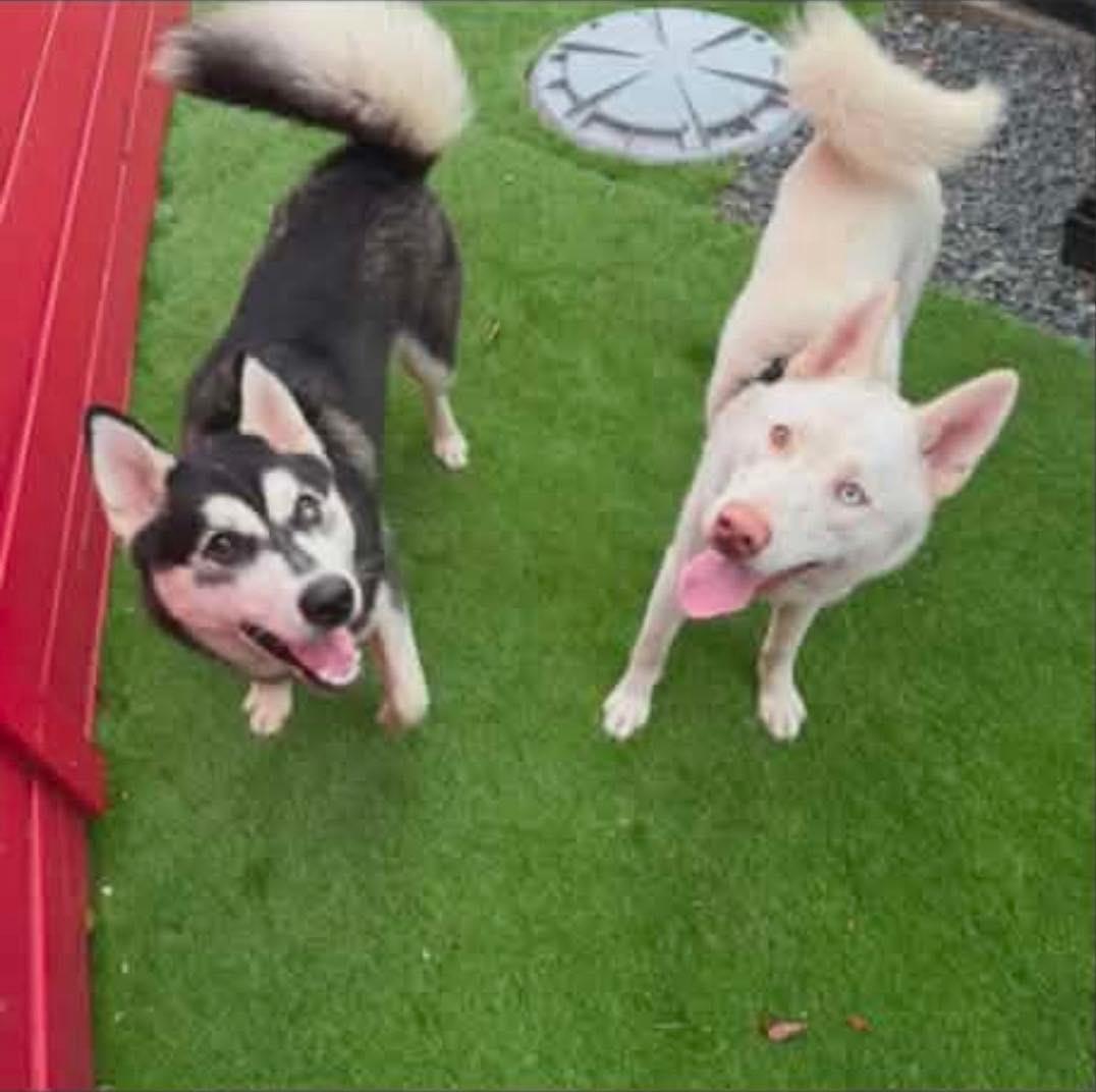 Shadow, Adoptable, Young Male Husky.