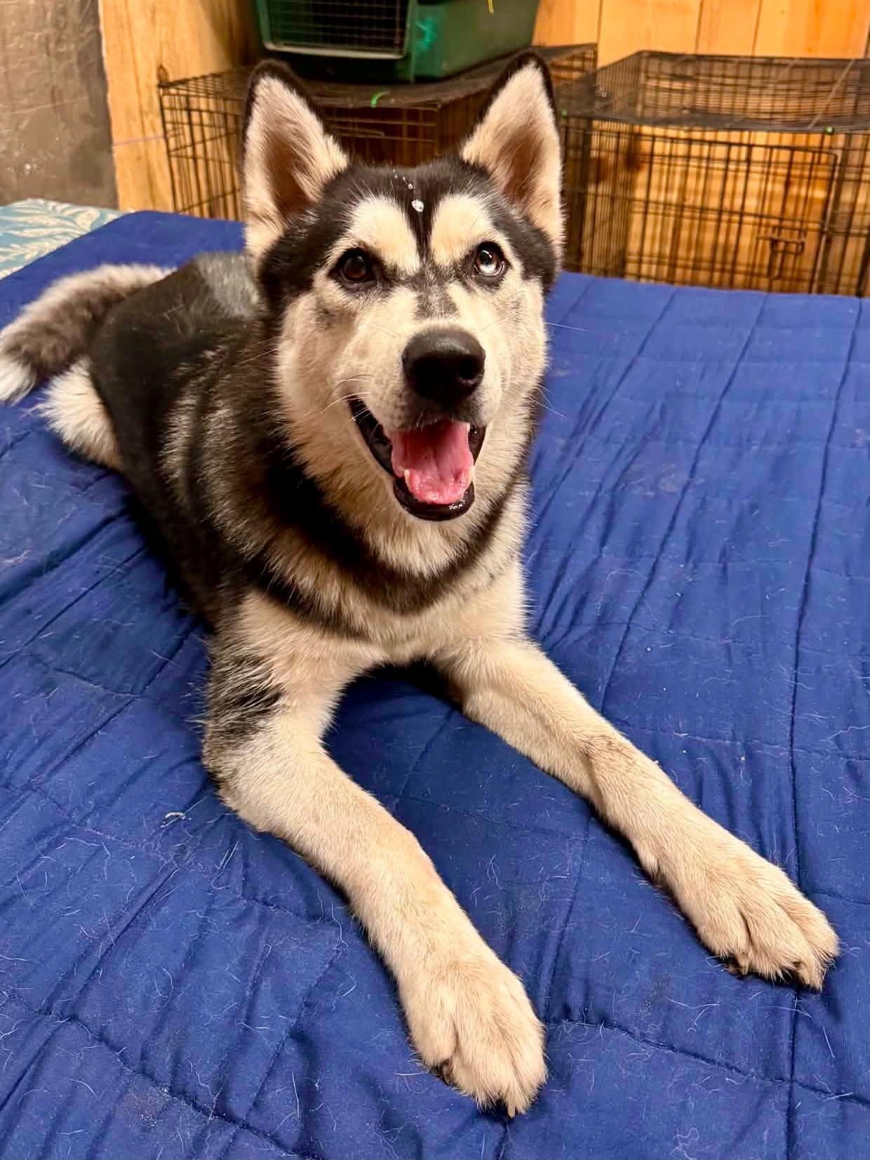 Shadow, a Adoptable Husky in New Smyrna Beach, FL image 6/6