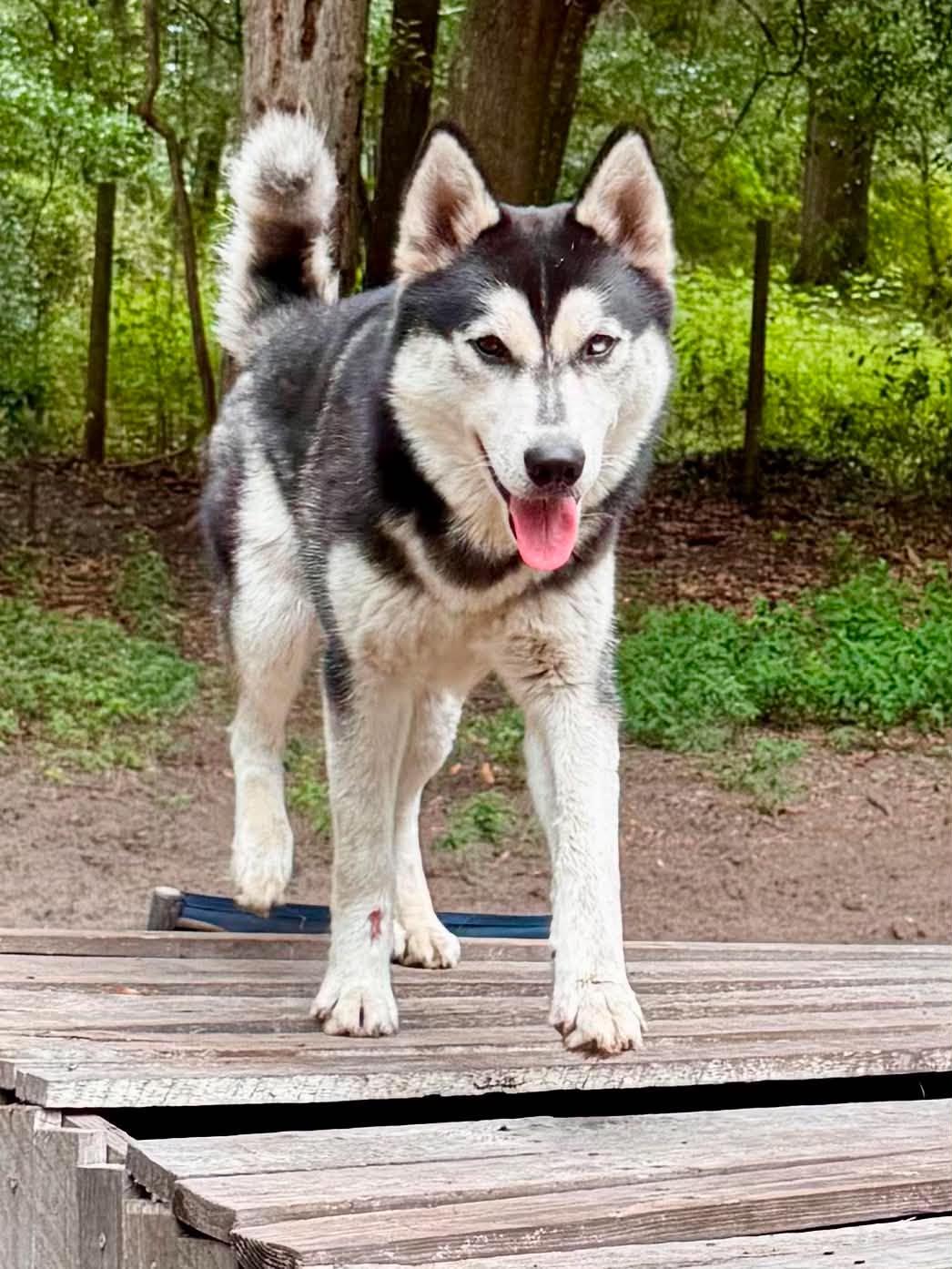 Shadow, a Adoptable Husky in New Smyrna Beach, FL image 3/6