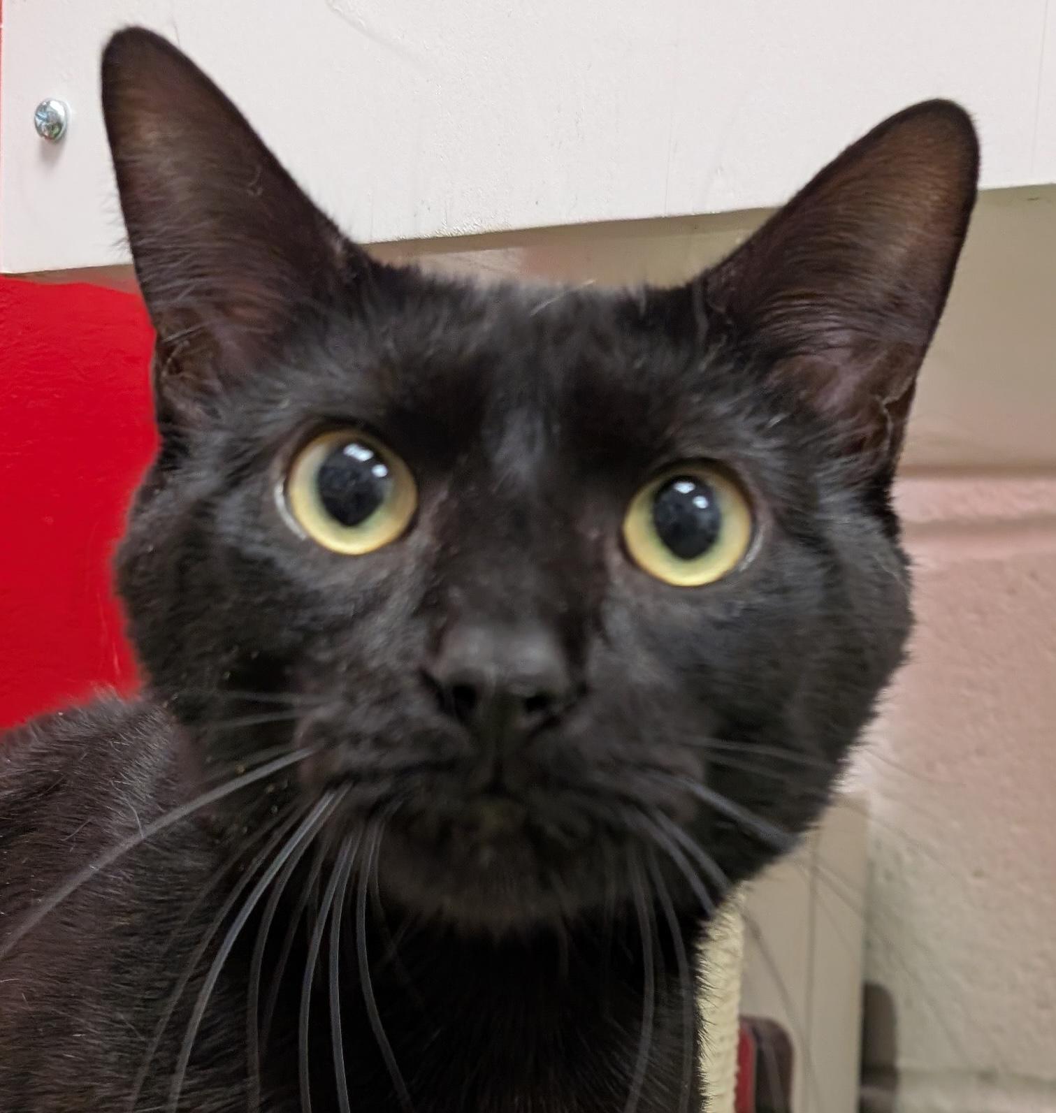 Panther (Special Adoption Fee), Adoptable, Adult Male Domestic Short Hair.