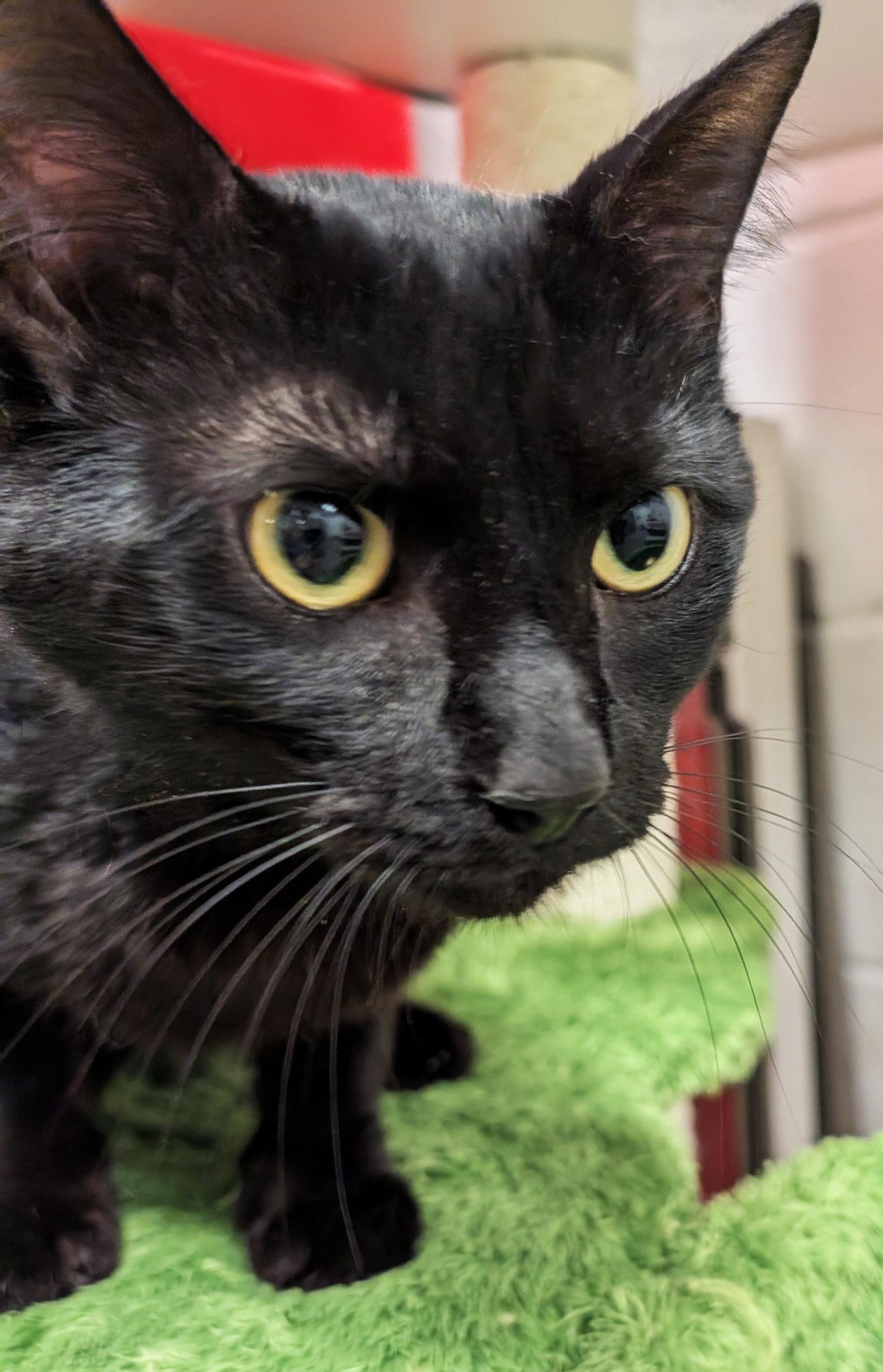 Panther (Special Adoption Fee), a Adoptable Domestic Short Hair in Smithfield, NC image 2/4