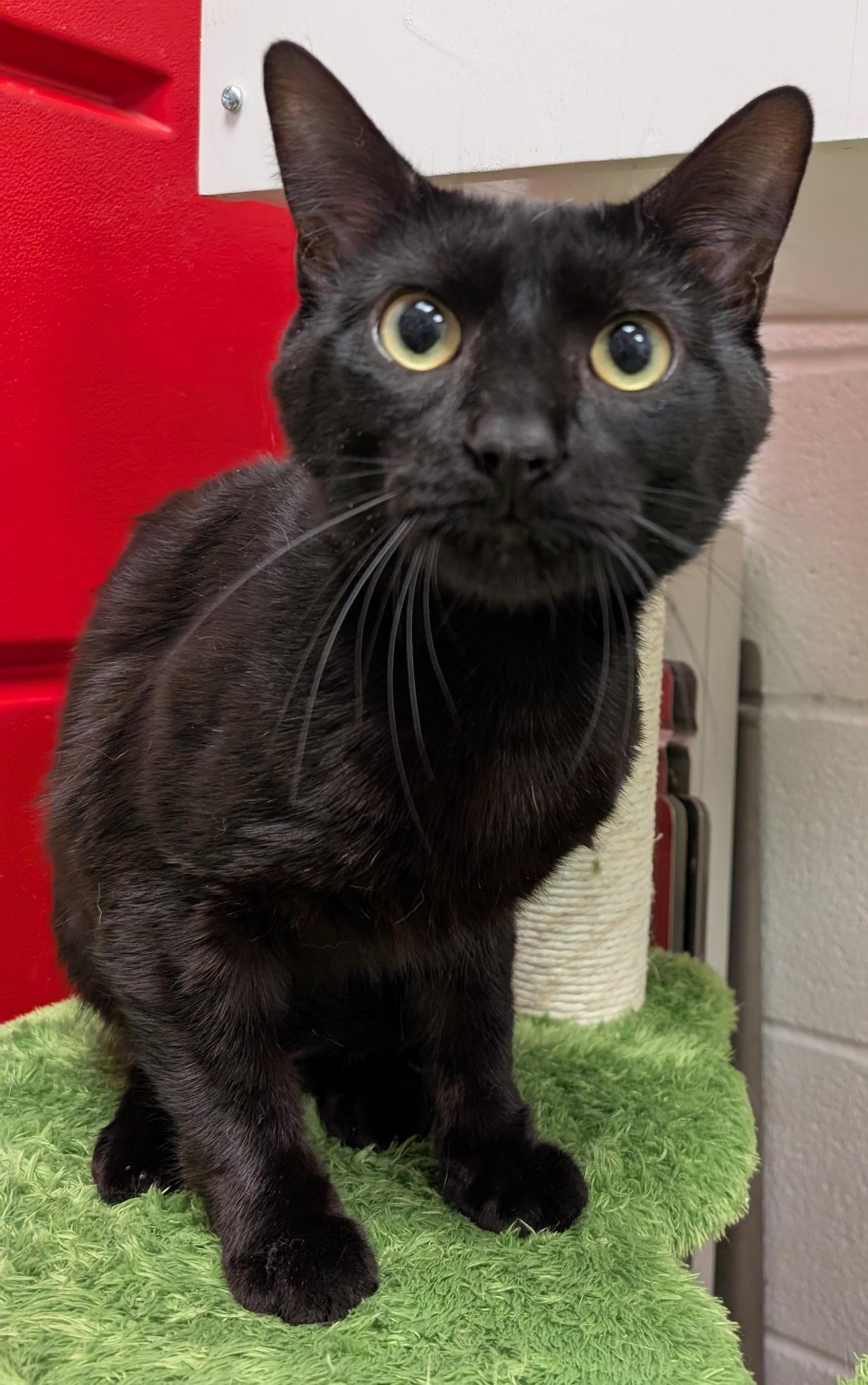 Panther (Special Adoption Fee), a Adoptable Domestic Short Hair in Smithfield, NC image 3/4