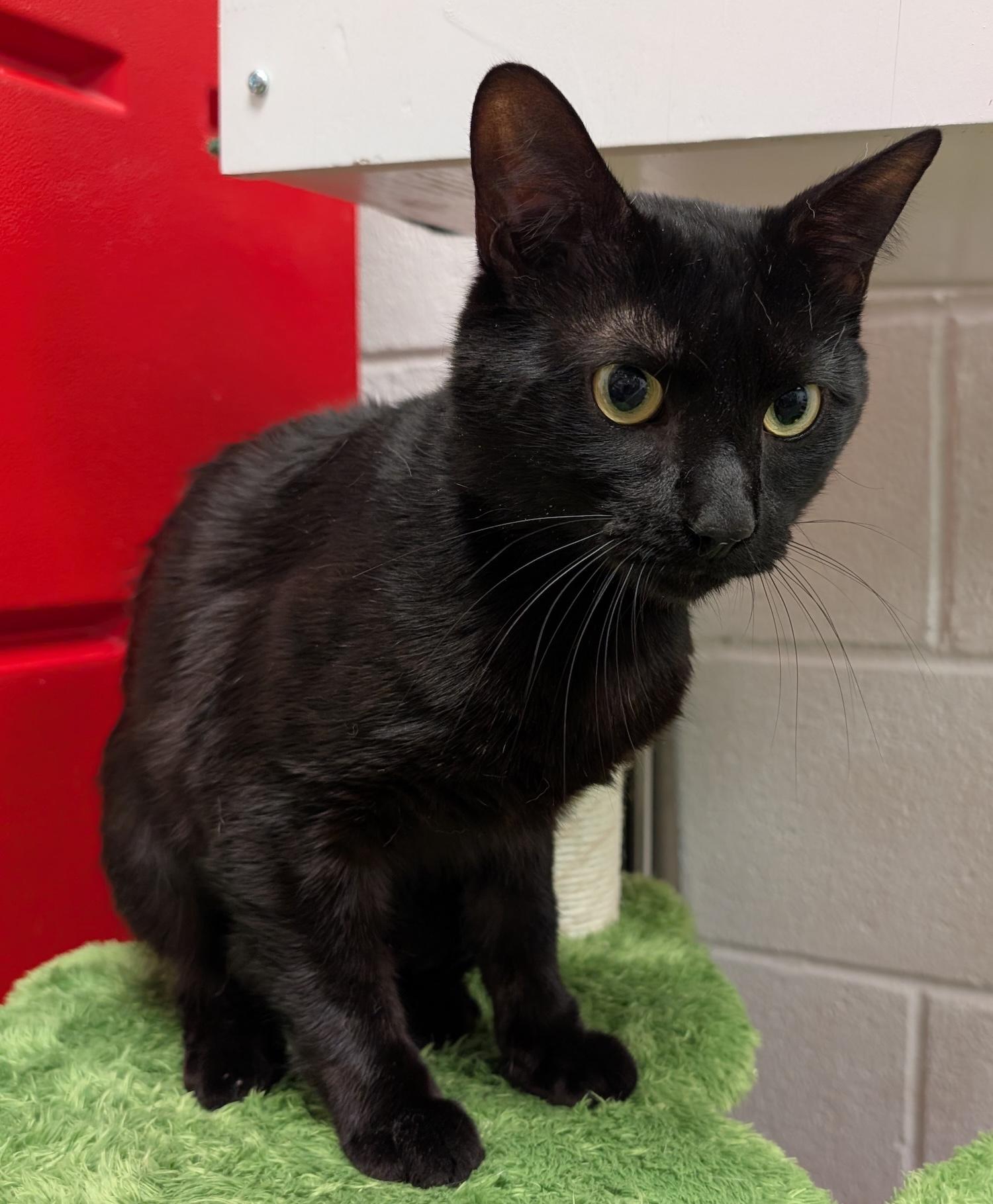 Panther (Special Adoption Fee), a Adoptable Domestic Short Hair in Smithfield, NC image 4/4