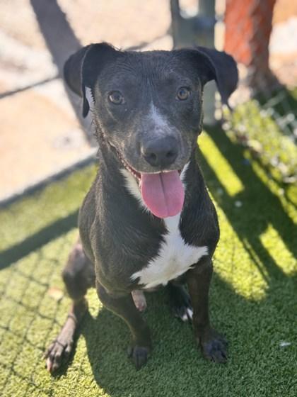 Enlarge Benjamin Franklin, a Adoptable mixed breed in Gainesville, FL image 2/2