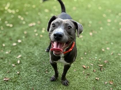 Benjamin Franklin, Adoptable, Young Male Terrier & Mixed Breed.