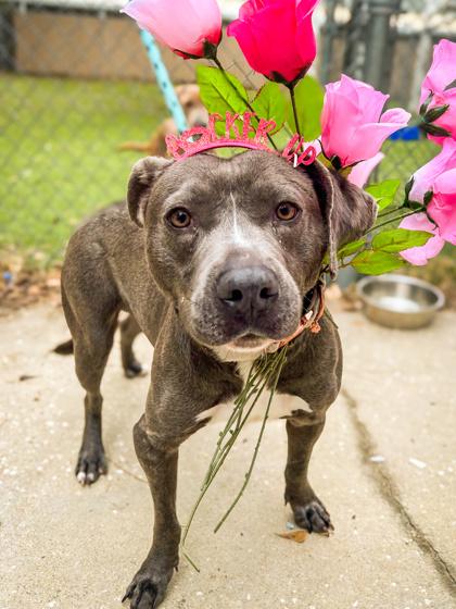 Benjamin Franklin, Adoptable, Young Male Terrier & Mixed Breed.