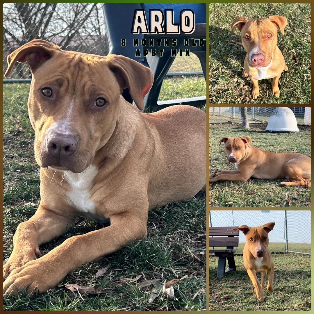 Arlo, adopted, Young Male Pit Bull Terrier.