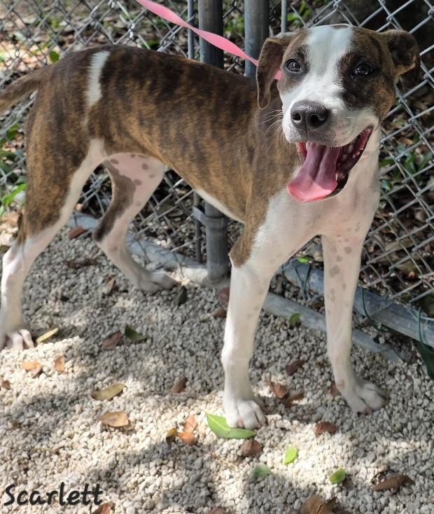 Scarlett, adopted, Young Female Hound.