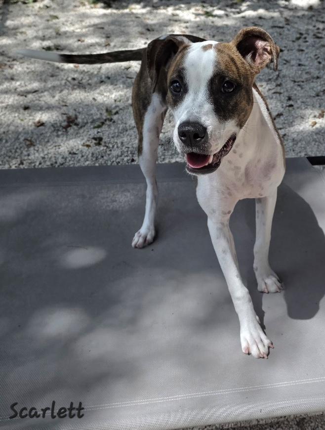 Enlarge Scarlett, an adopted mixed breed in Key Largo, FL image 4/6