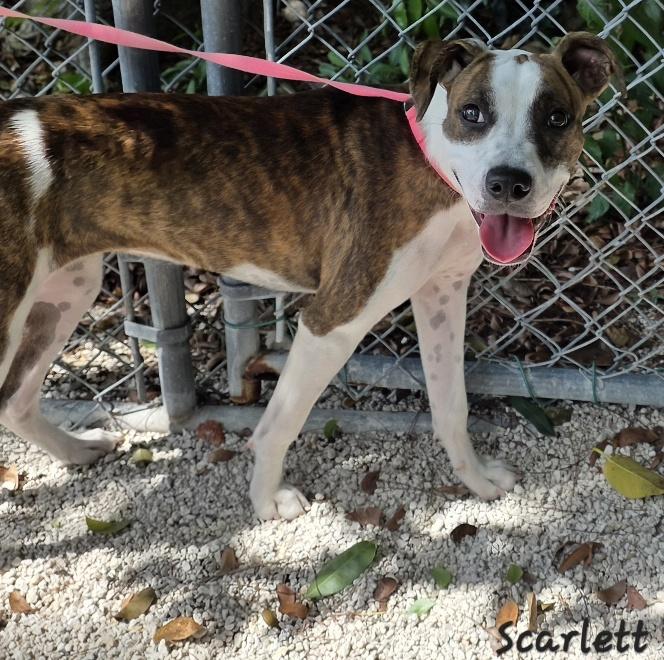 Enlarge Scarlett, an adopted mixed breed in Key Largo, FL image 3/6