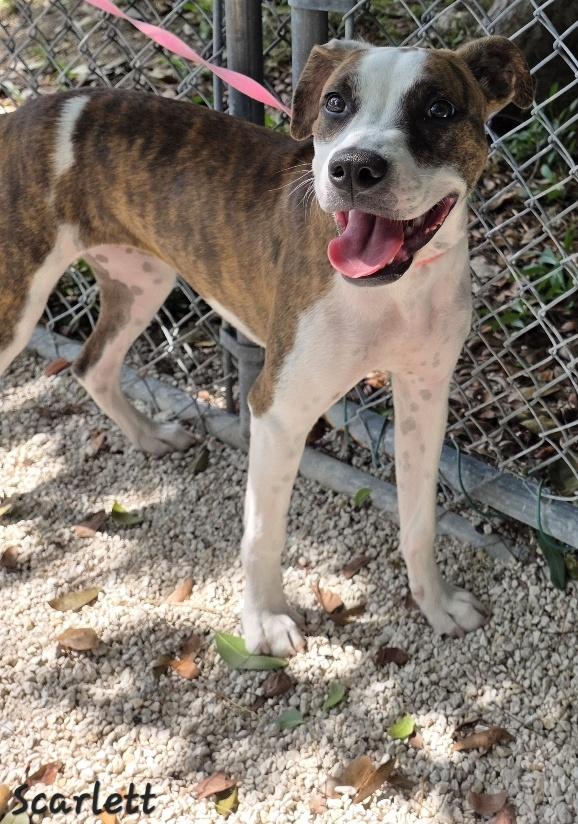 Enlarge Scarlett, an adopted mixed breed in Key Largo, FL image 2/6