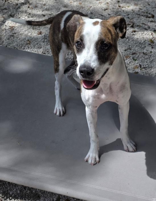 Enlarge Scarlett, an adopted mixed breed in Key Largo, FL image 5/6