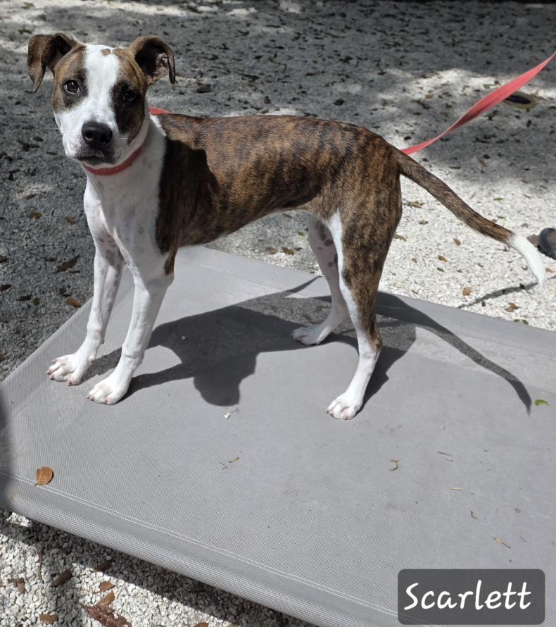 Enlarge Scarlett, an adopted mixed breed in Key Largo, FL image 6/6