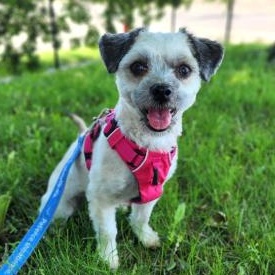 Enlarge Poppy, an adopted Maltipoo in Minneapolis, MN image 2/4