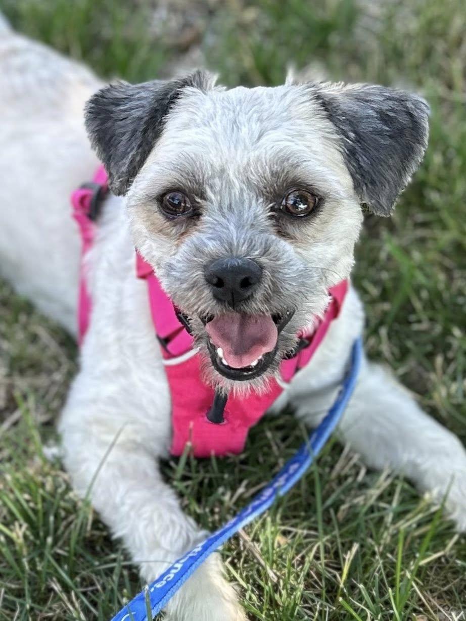 Enlarge Poppy, an adopted Maltipoo in Minneapolis, MN image 1/4