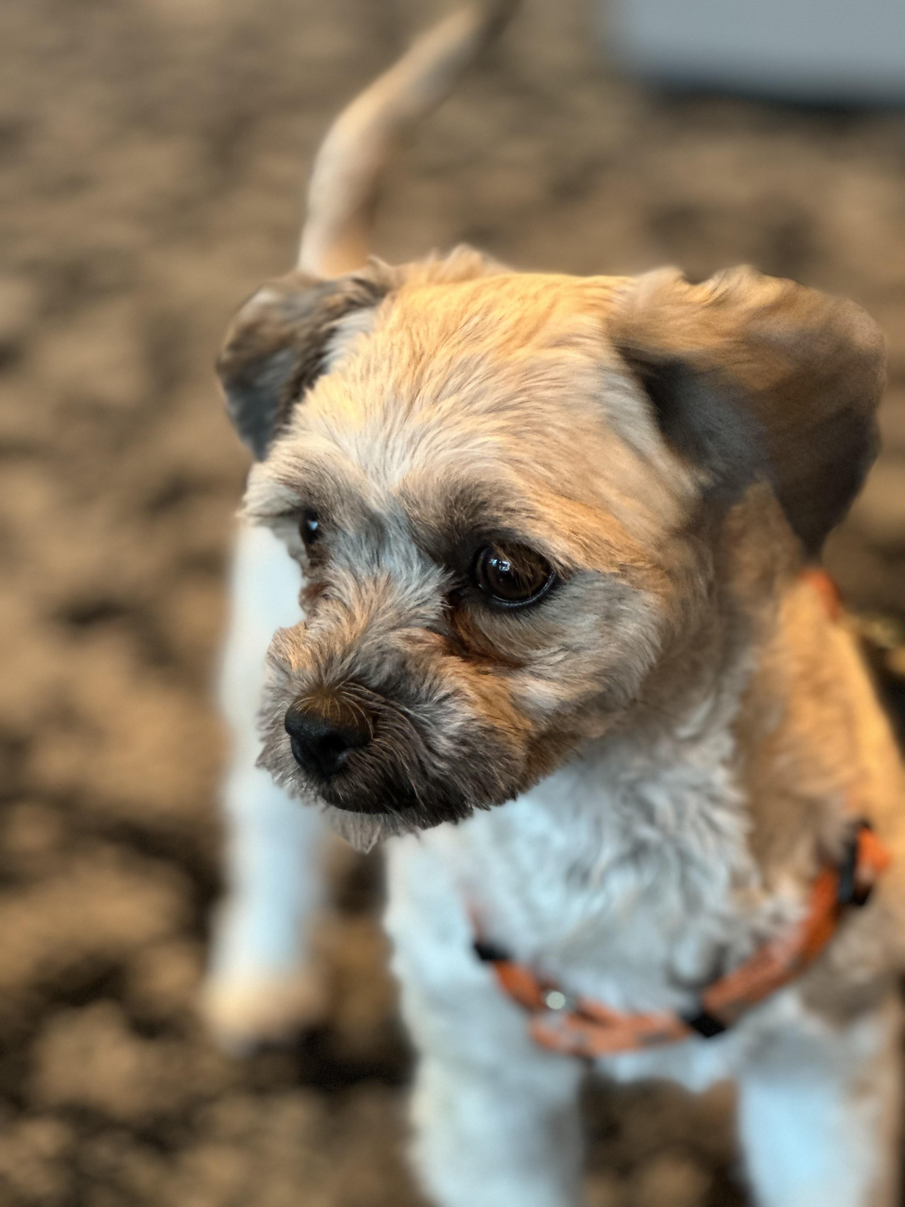 Enlarge Poppy, an adopted Maltipoo in Minneapolis, MN image 3/4