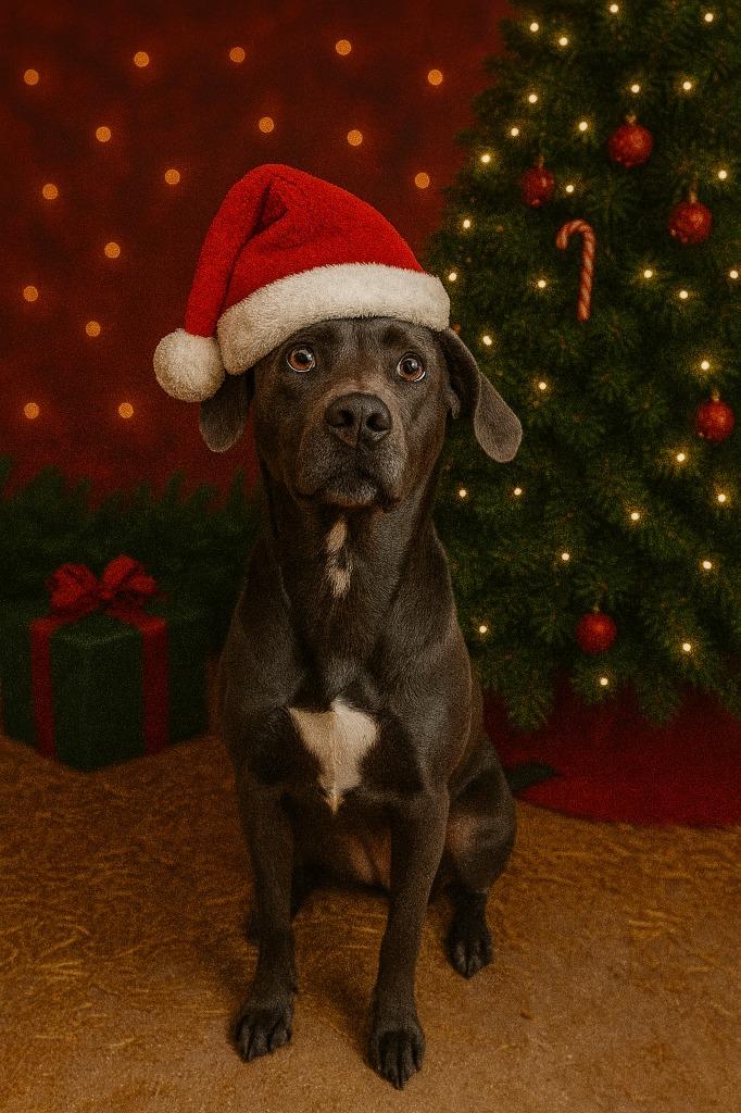 STORM, Adoptable, Adult Female Weimaraner.