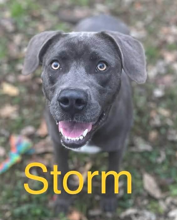 Enlarge STORM, a Adoptable Weimaraner in Princeton, IN image 2/2