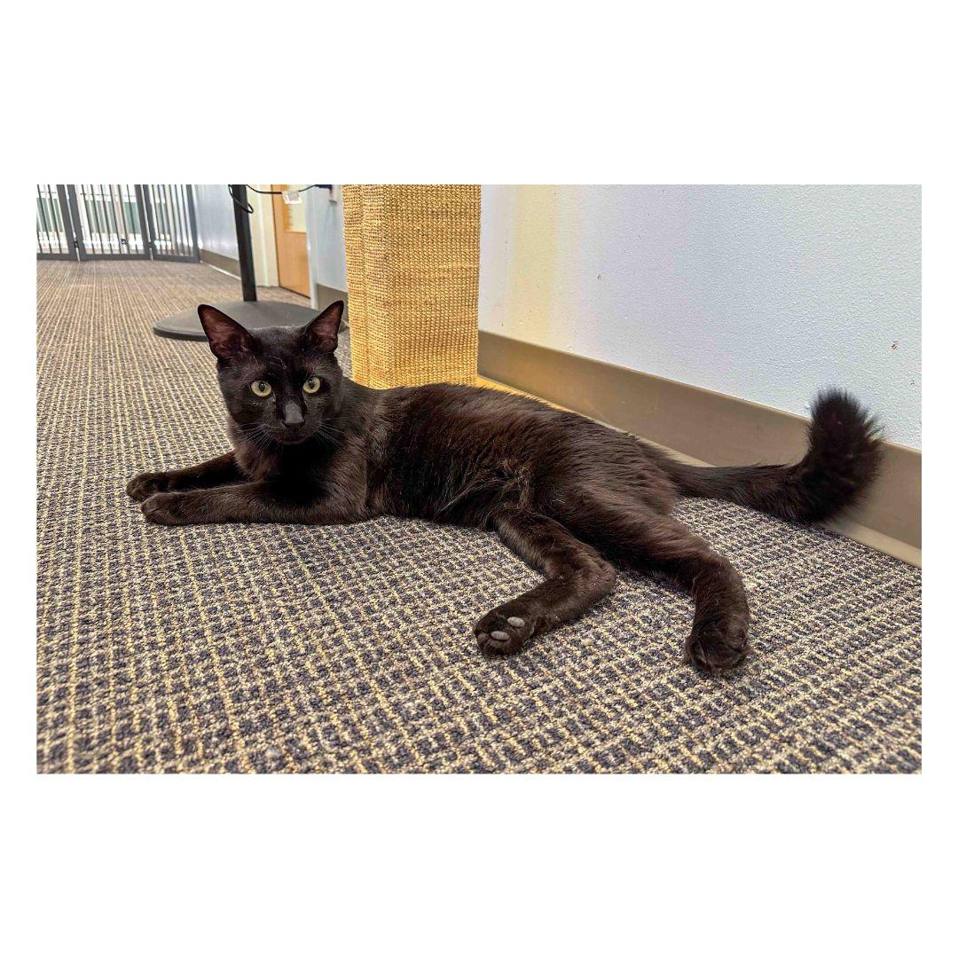 Lorenzo, Adoptable, Young Male Domestic Short Hair.