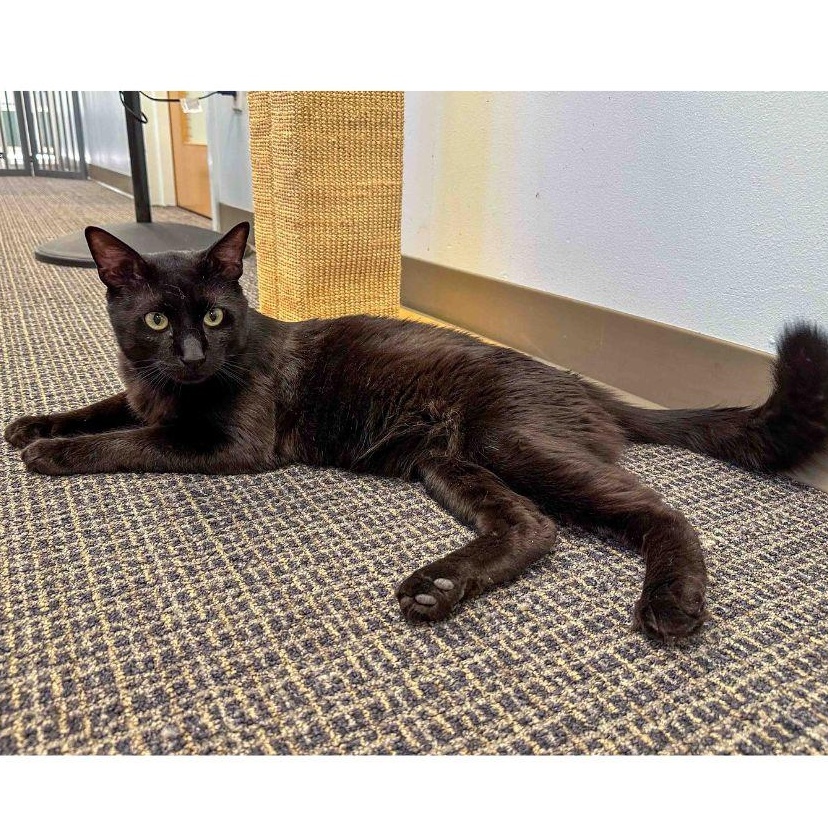 Enlarge Lorenzo, a Adoptable Domestic Short Hair in Stamford, CT image 2/4