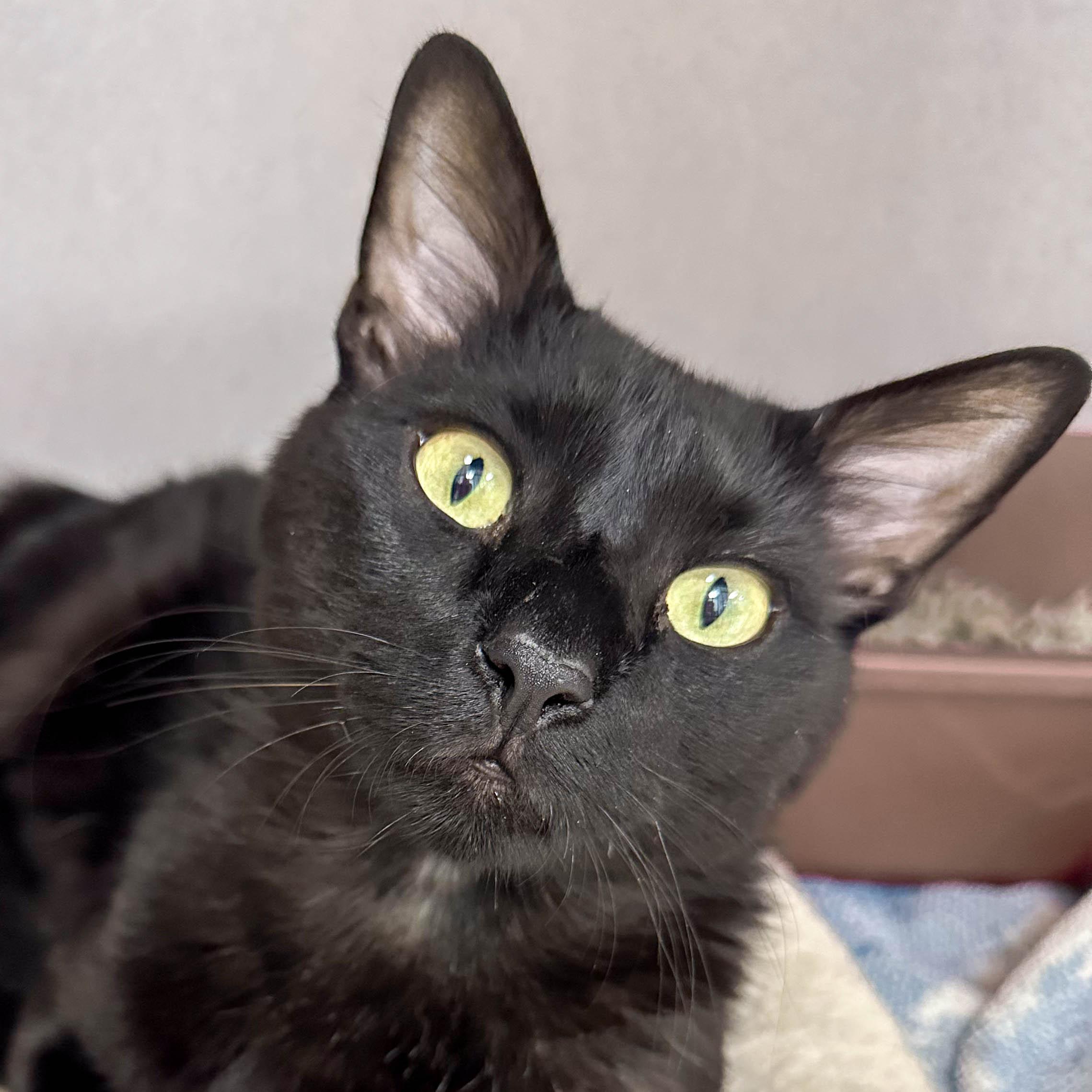 Lorenzo, Adoptable, Young Male Domestic Short Hair.