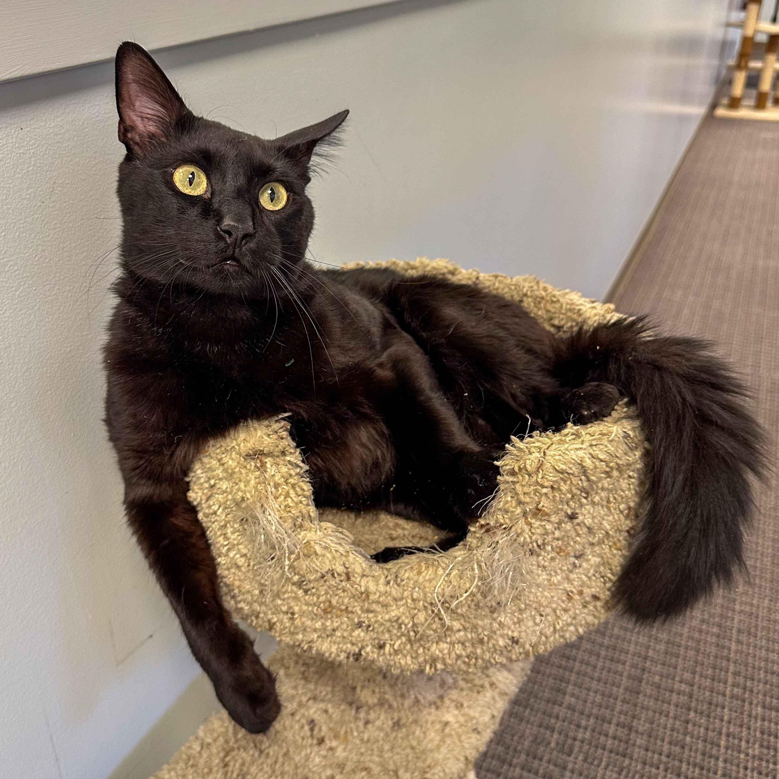 Enlarge Lorenzo, a Adoptable Domestic Short Hair in Stamford, CT image 3/4