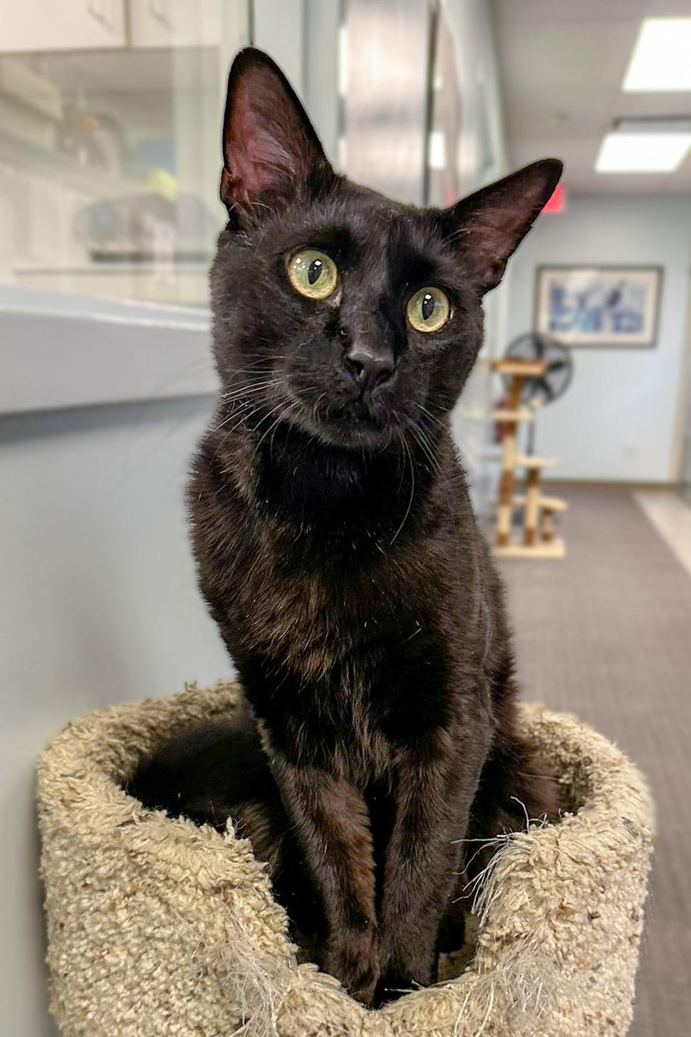 Lorenzo, Adoptable, Young Male Domestic Short Hair.