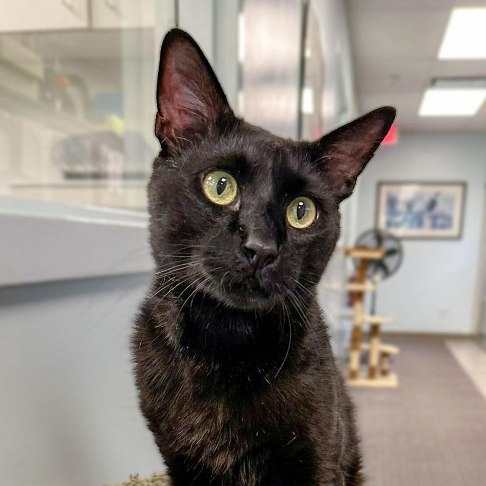 Enlarge Lorenzo, a Adoptable Domestic Short Hair in Stamford, CT image 1/4