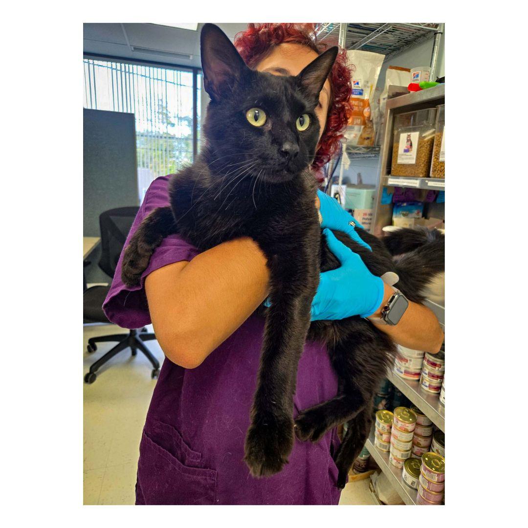 Enlarge Lorenzo, a Adoptable Domestic Short Hair in Stamford, CT image 4/4