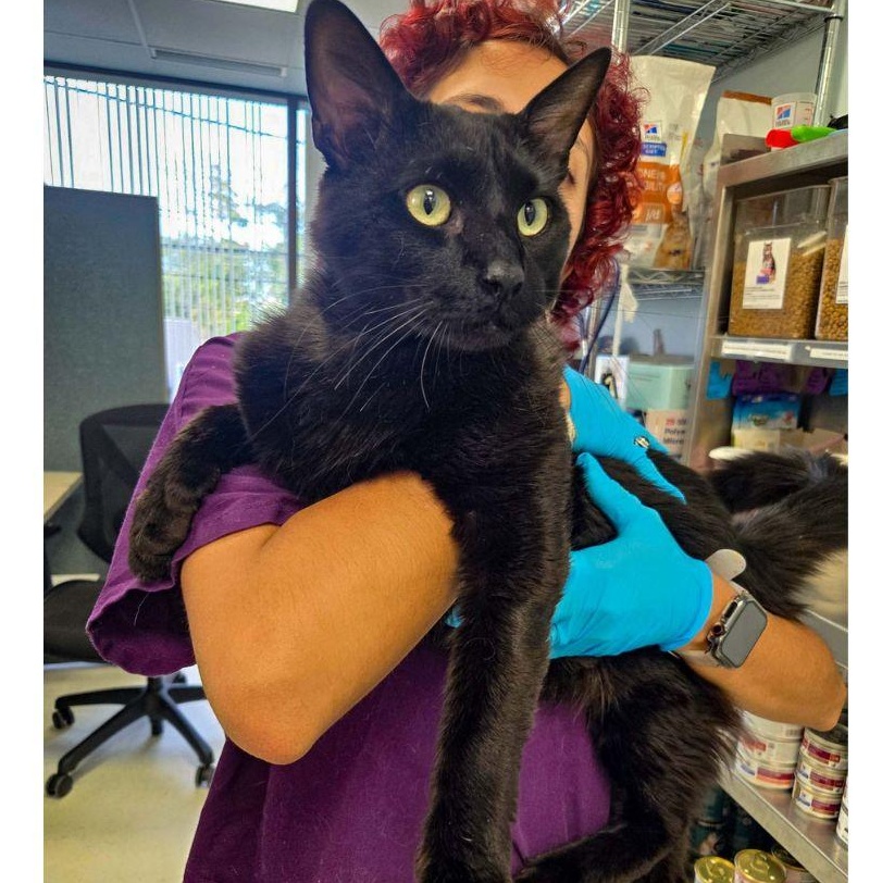 Enlarge Lorenzo, a Adoptable Domestic Short Hair in Stamford, CT image 4/4